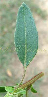  Leaf-Adaxial view